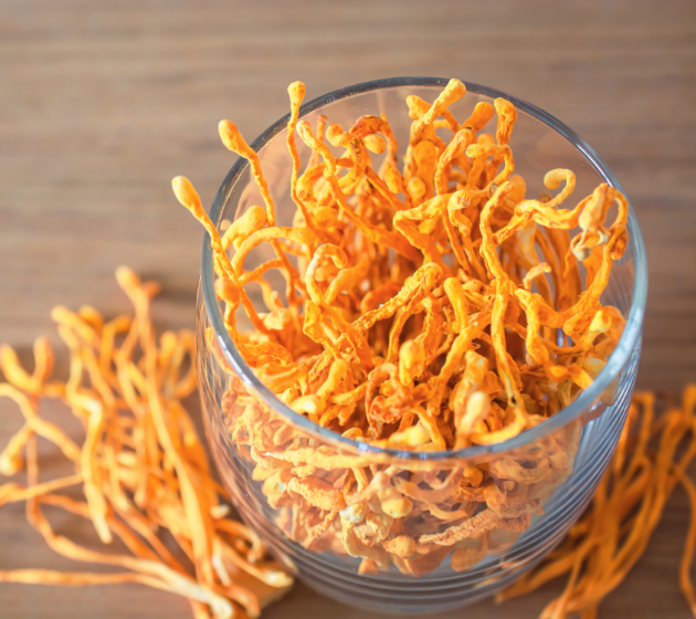 cordyceps Militaris