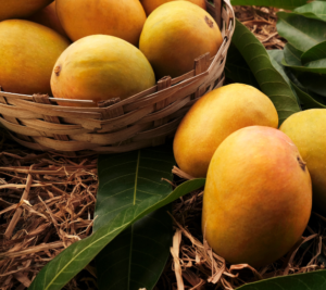 Alphonso Mango