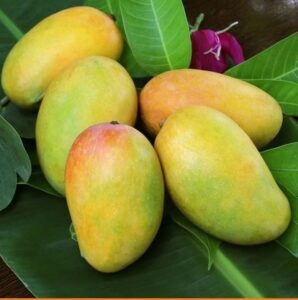 Kesar mango